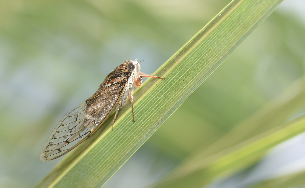 Fluttering Cicadas