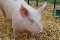 Innovative Approaches to Managing Swine Diseases - The Role of Natural Additives